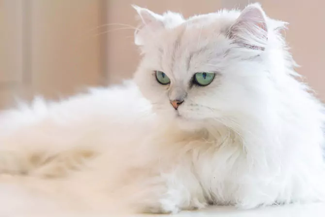 kucing persia medium