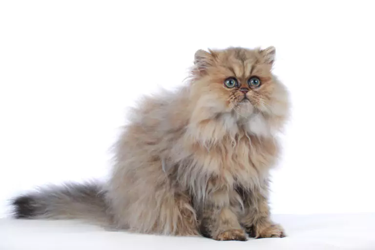 kucing persia particolor