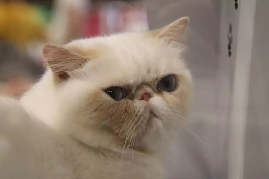kucing persia peaknose