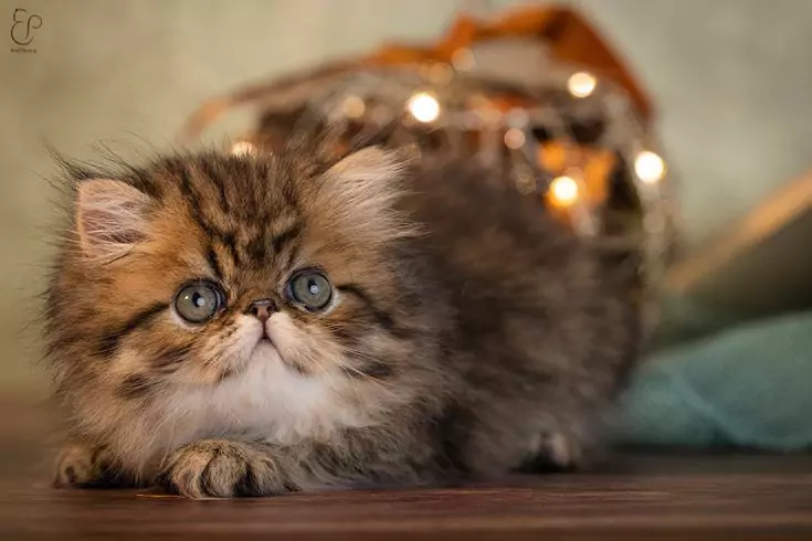 kucing persia tabby