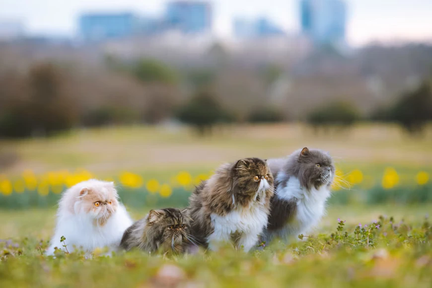 kucing persia