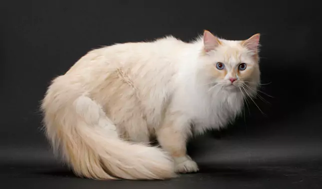 kucing ragamuffin