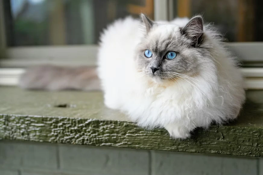 kucing ragdoll