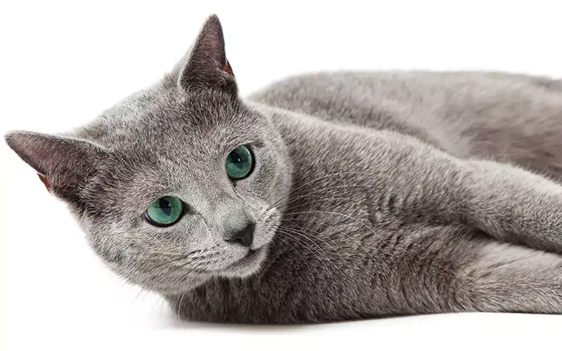kucing russian blue