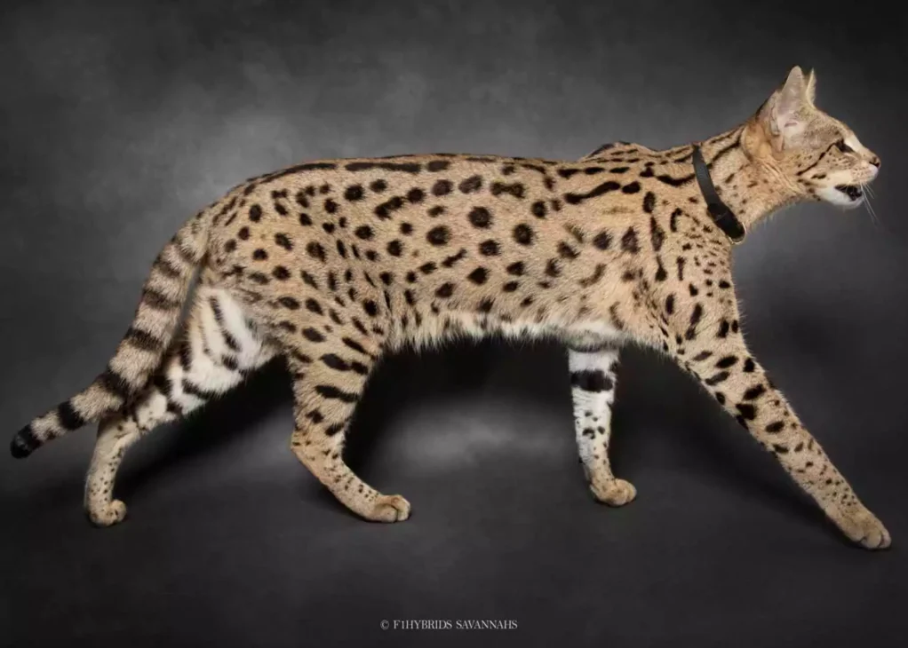 kucing savannah