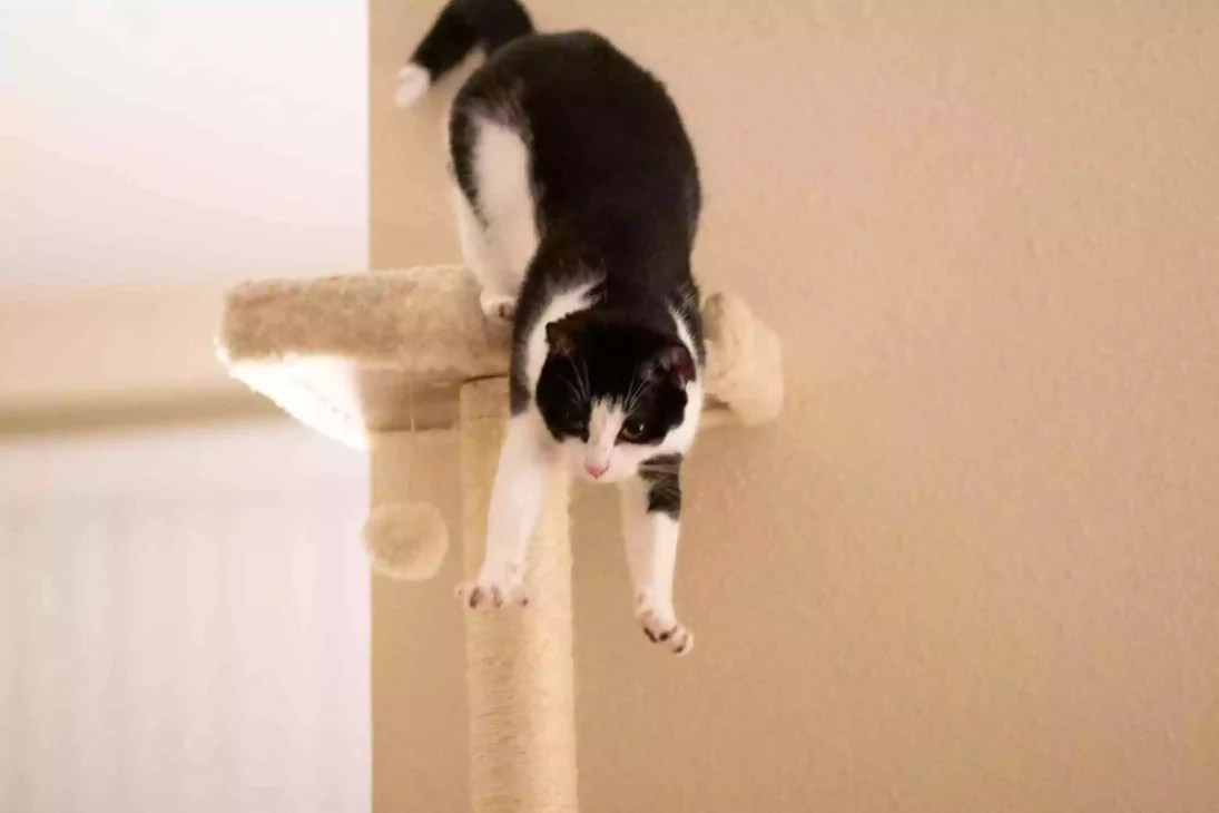 kucing sedang bermain di cat tree