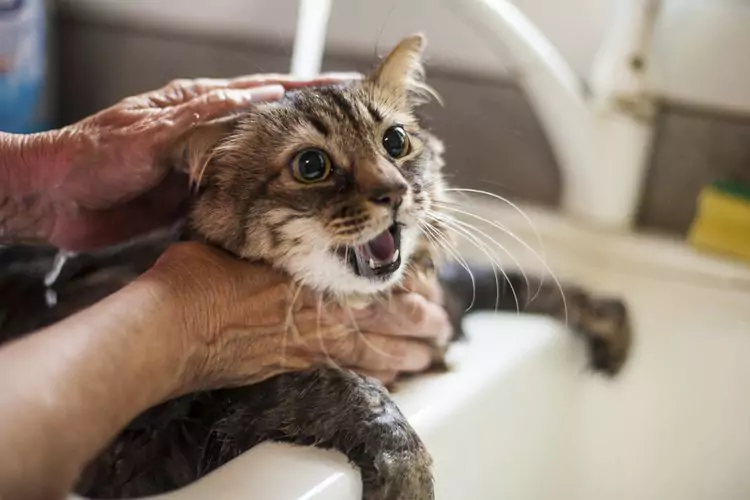 kucing sedang dimandikan di wastafel