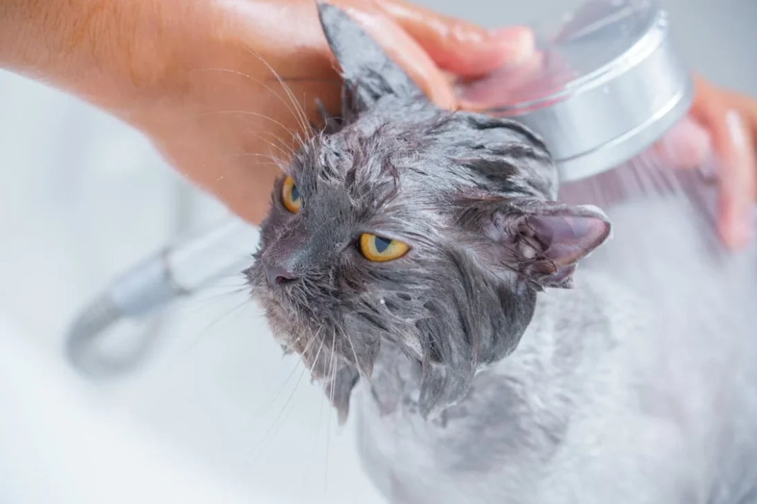 kucing sedang dimandikan