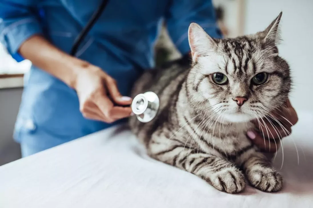 kucing sedang diperiksa oleh dokter
