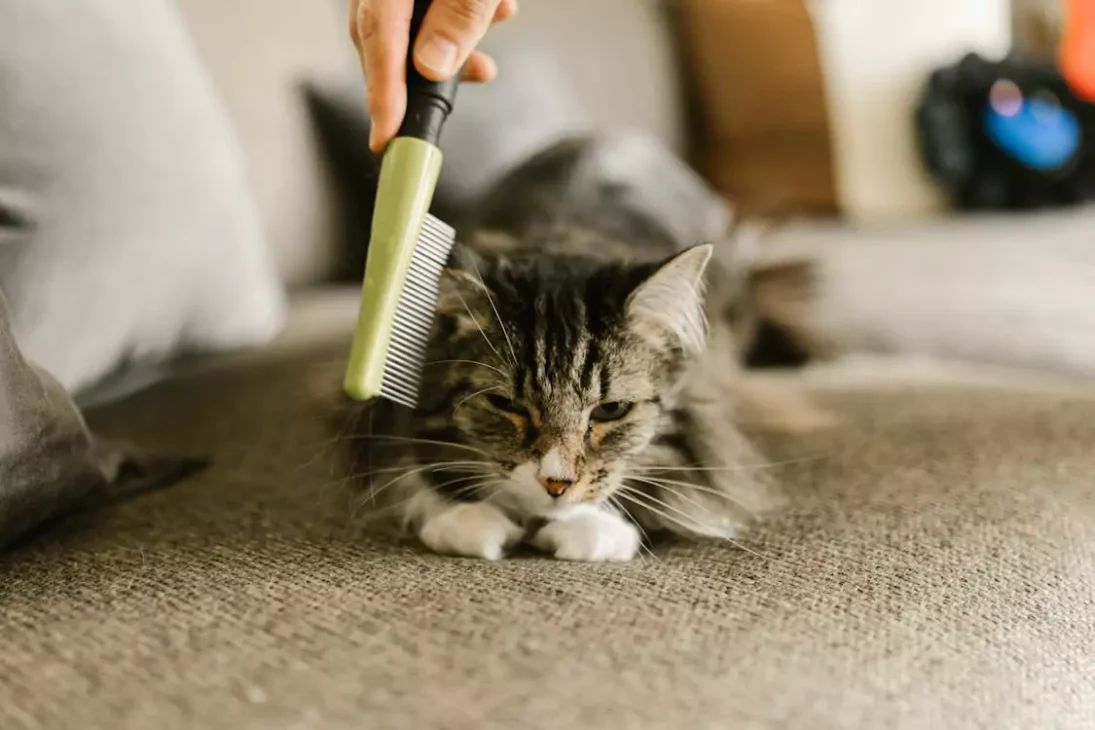 kucing sedang disisir