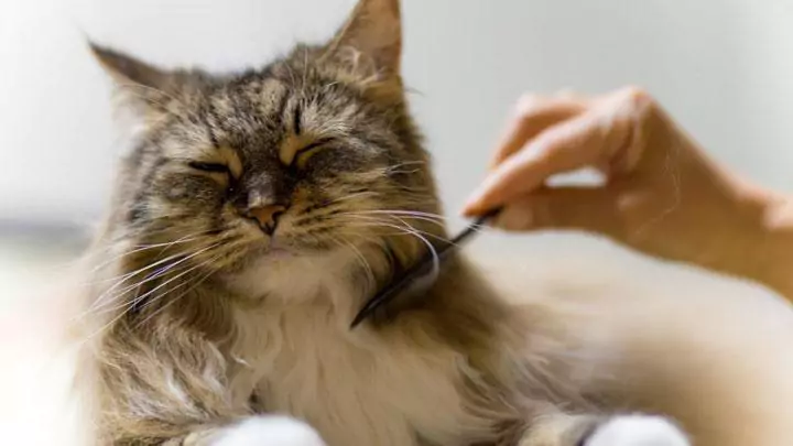 kucing bulu lebat sedang disisir