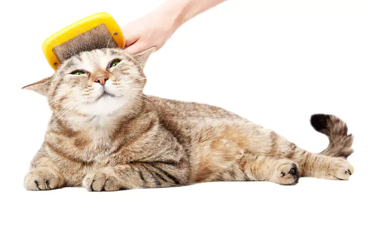 kucing sedang disisir