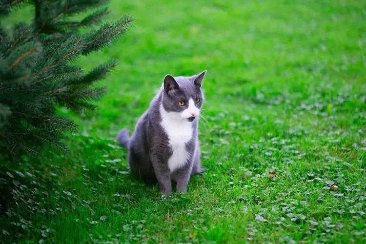 kucing duduk di rumput hijau