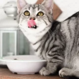 kucing makan dan menujulurkan lidah