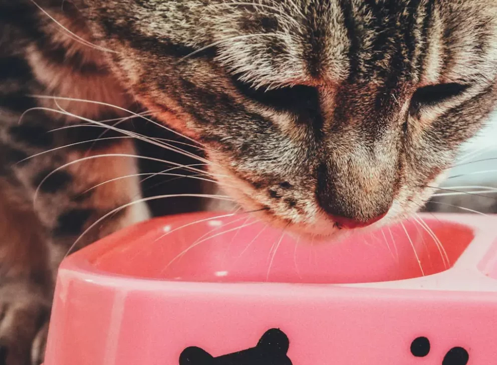 kucing minum