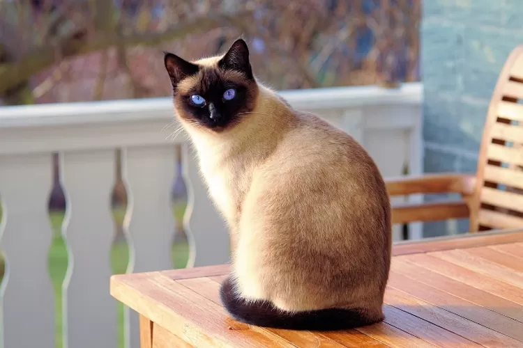 kucing siam atau siamese