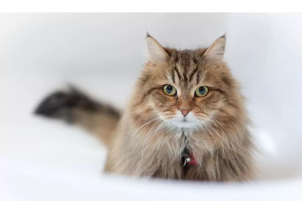 kucing siberian forest