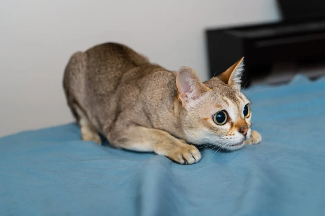 kucing singapura