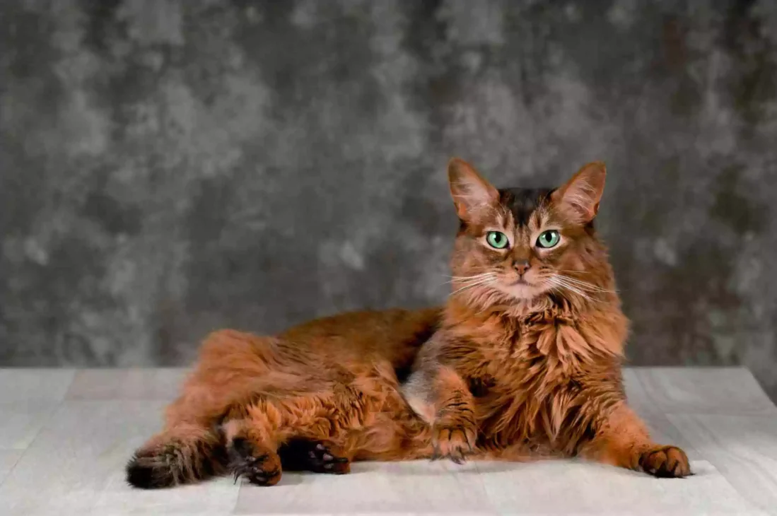 kucing somali