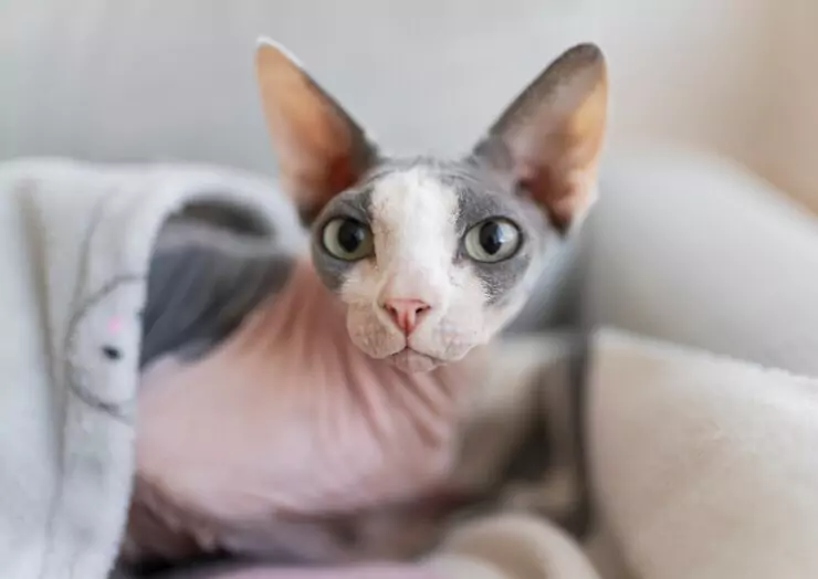 kucing sphynx
