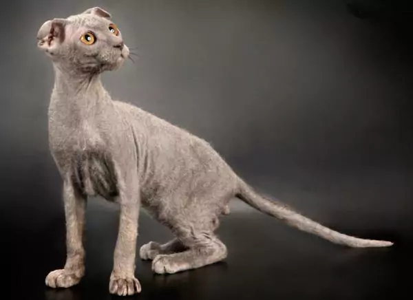 kucing ukrainian levkoy