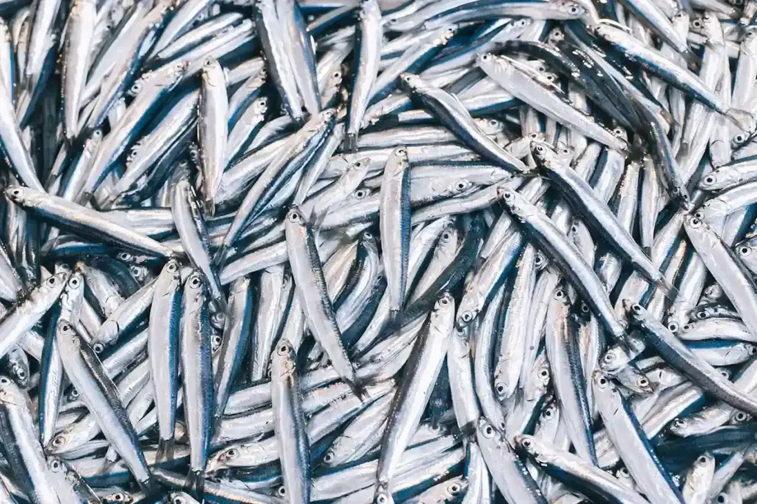 kumpulan tangkapan ikan sarden segar