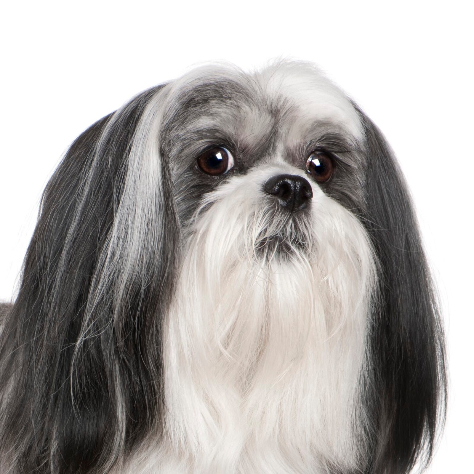 Shih Tzu in front of white a background