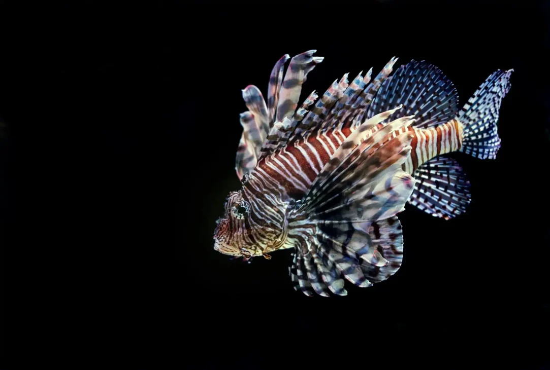 lion fish