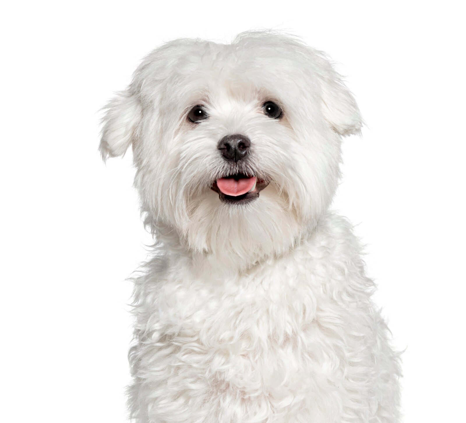 Maltese dog panting and looking at the camera, Isolated on white