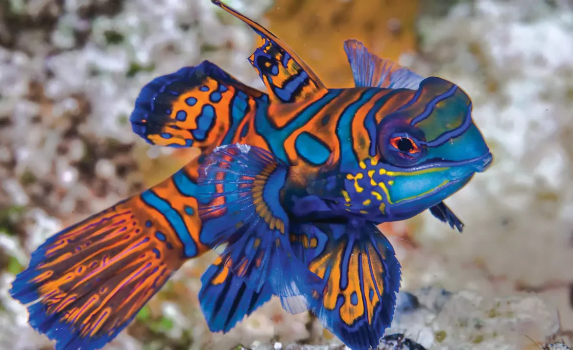 mandarin fish