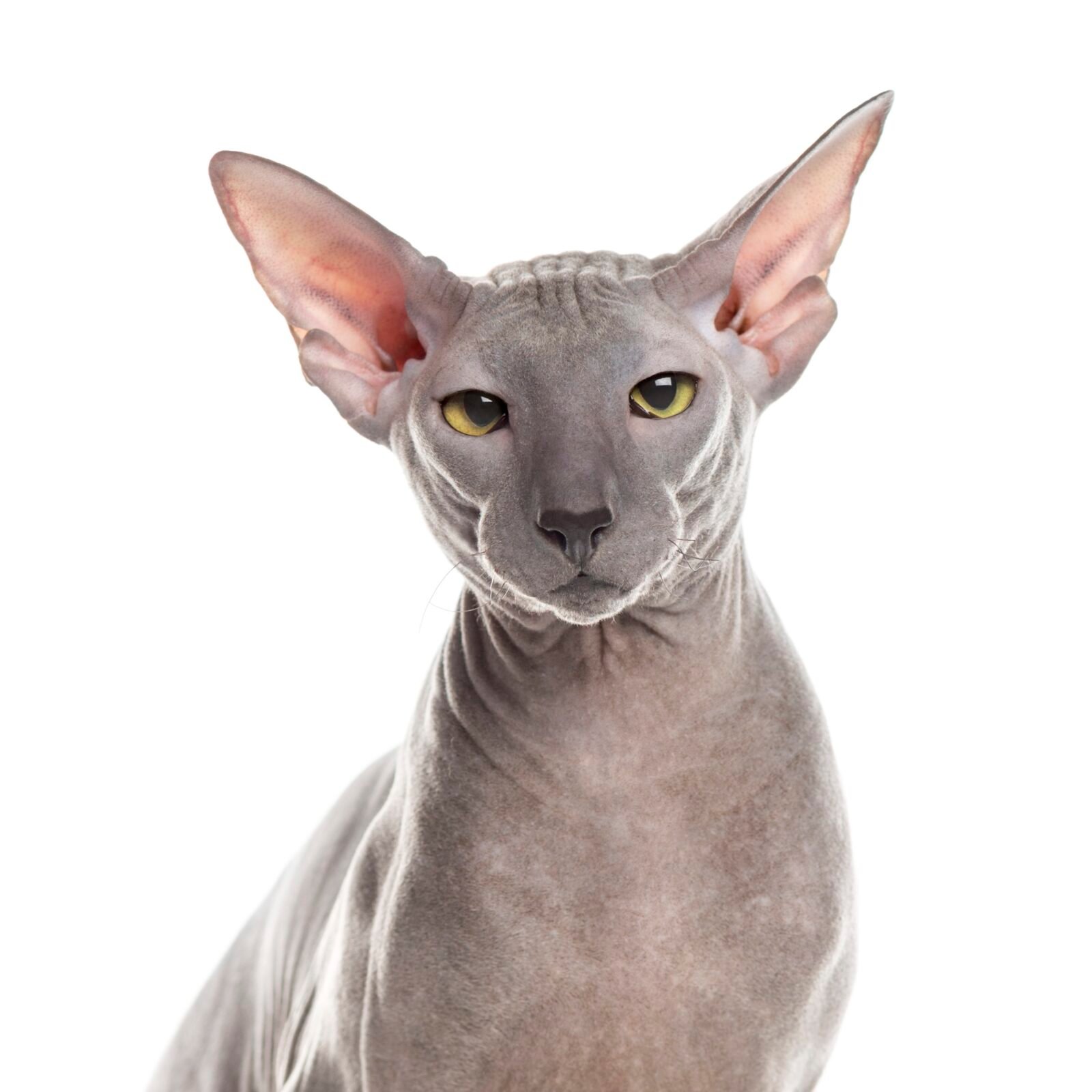 Sphynx Cat sitting and looking at the camera, isolated on white