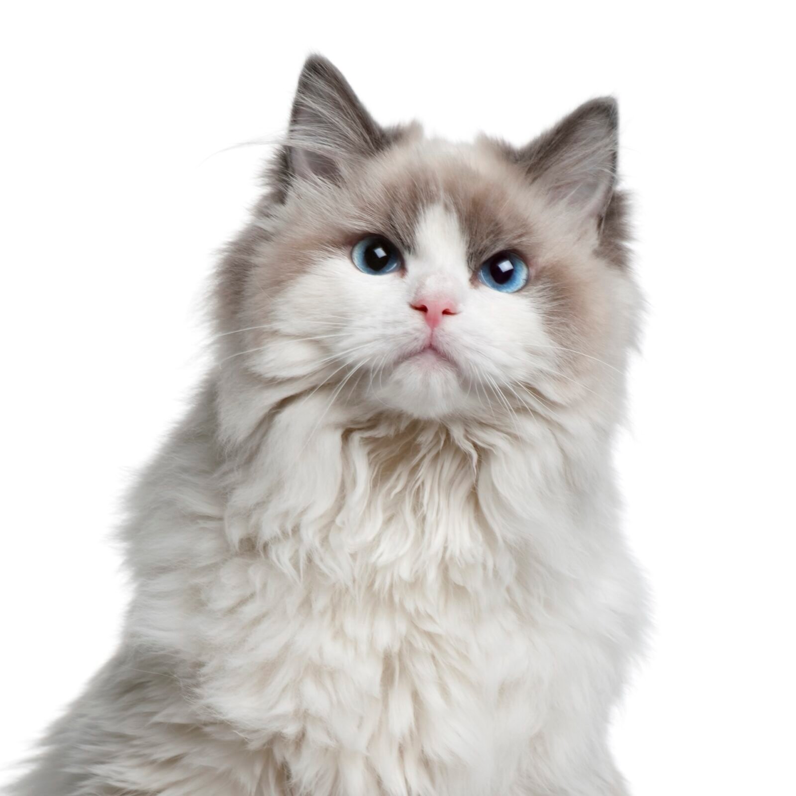Ragdoll cat, 7 months old, sitting in front of white background