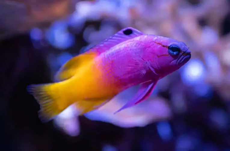 royal gramma basslet