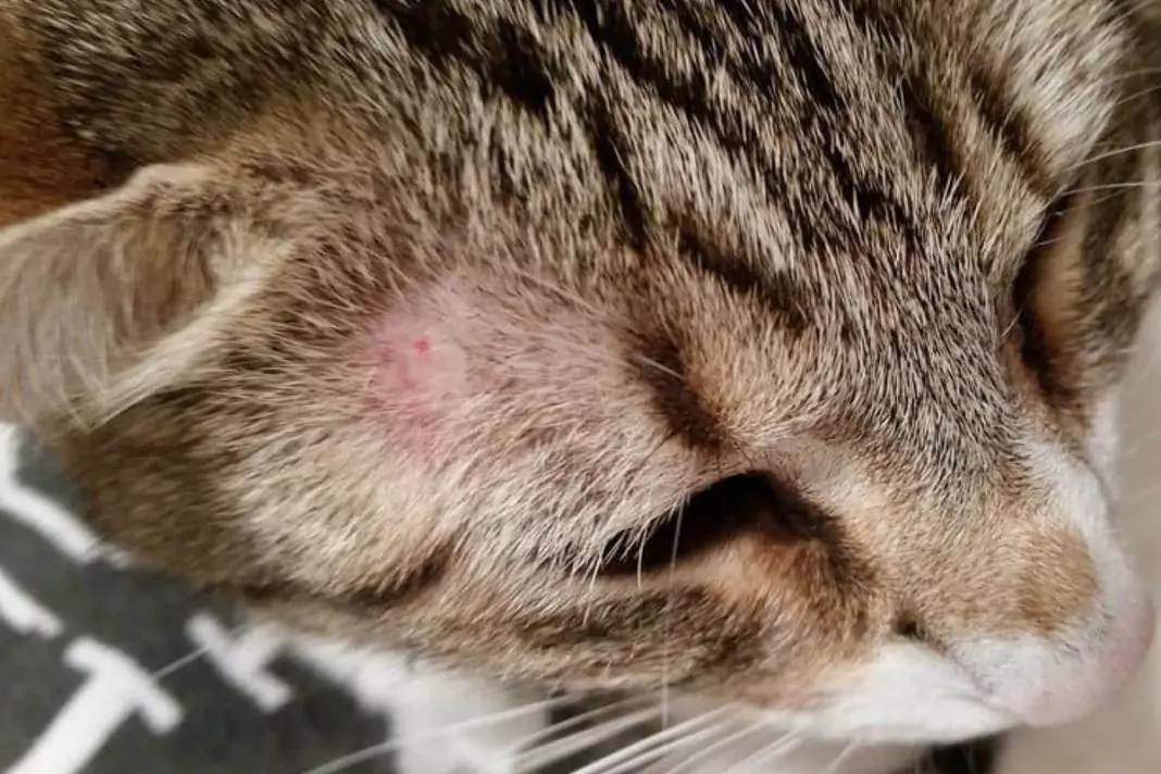 ruam di kepala kucing