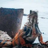 seekor kadal di tepi perairan