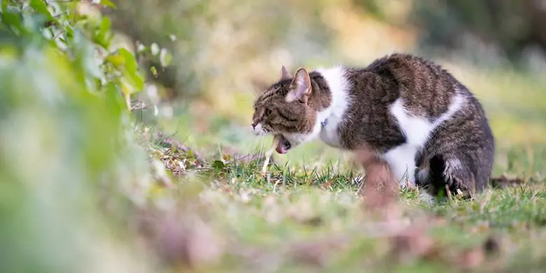 kucing muntah