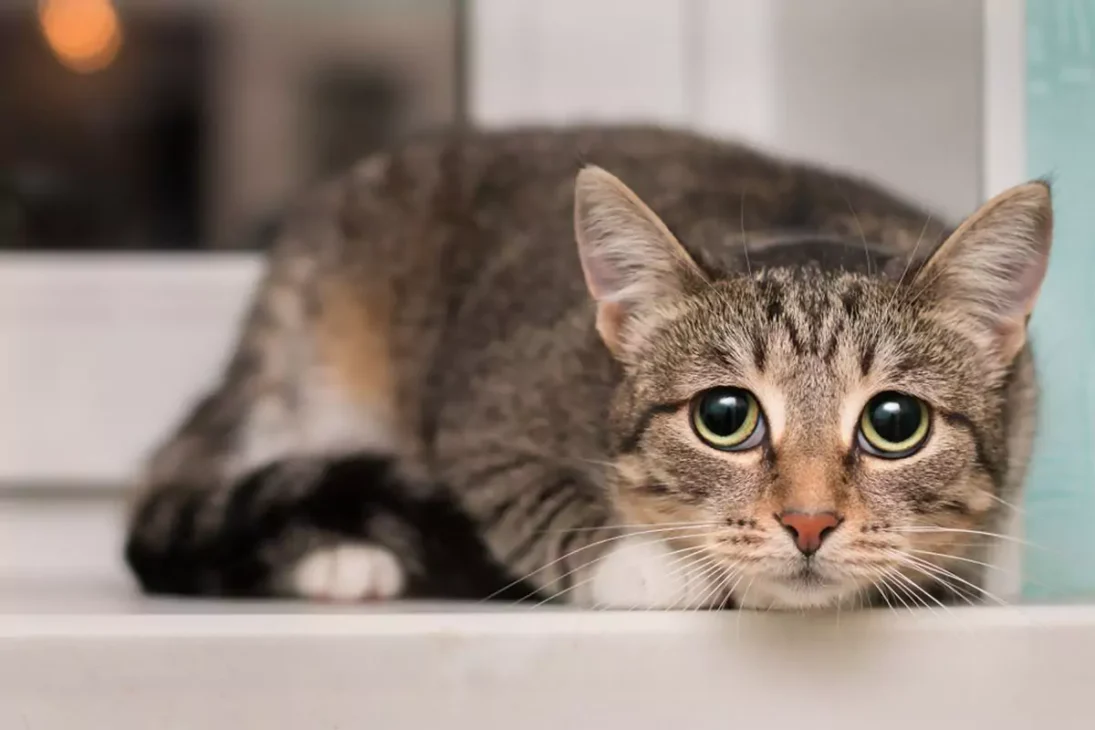 kucing mata besar