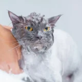 kucing sedang dimandikan