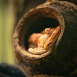 seekor ular kecil di dalam tempurung kelapa