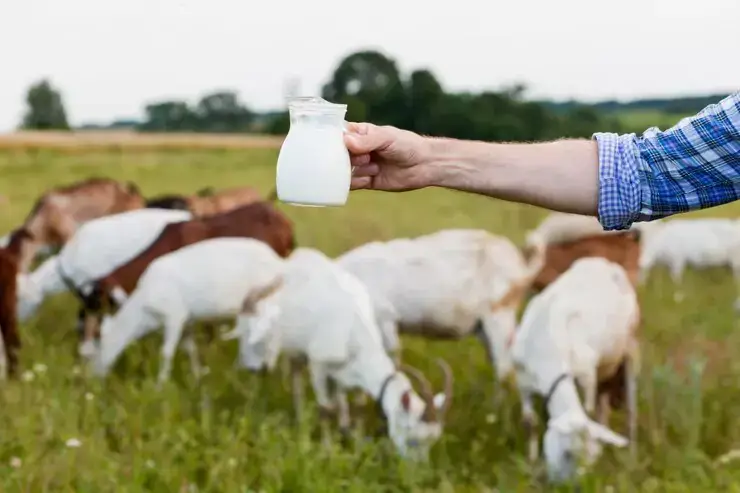susu kambing mentah dalam gelas kaca