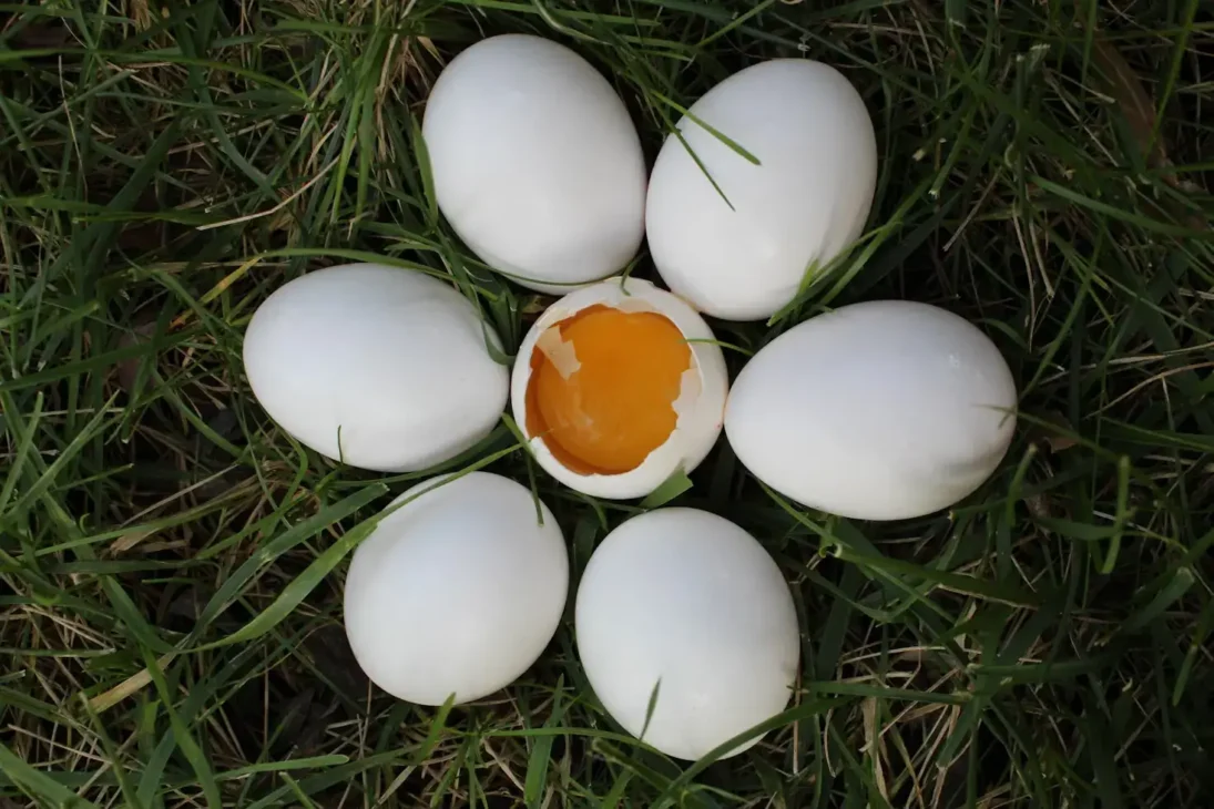 tujuh butir telur ayam dengan satu telur pecah di tengah
