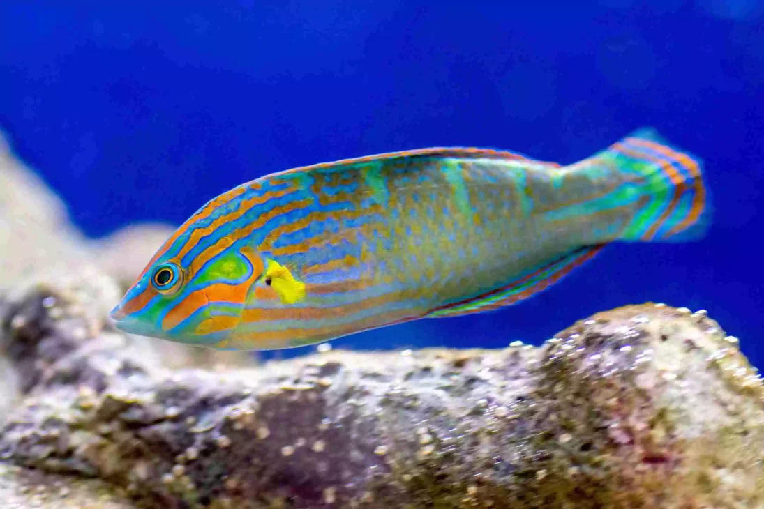 wrasse fish