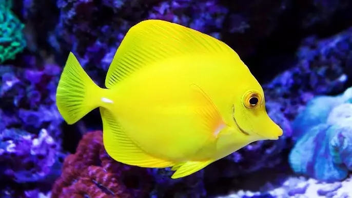 yellow tang