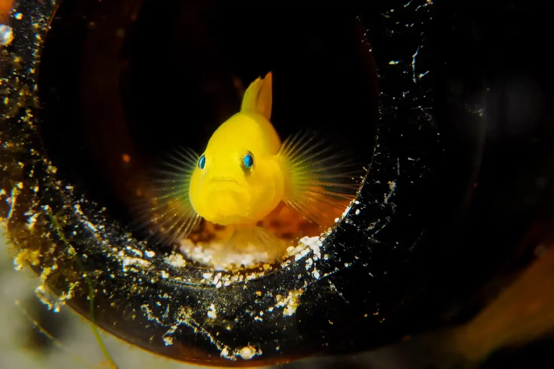 yellow watchman goby