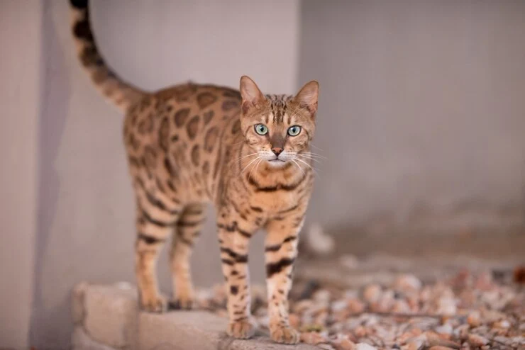 kucing bengal berdiri tegak
