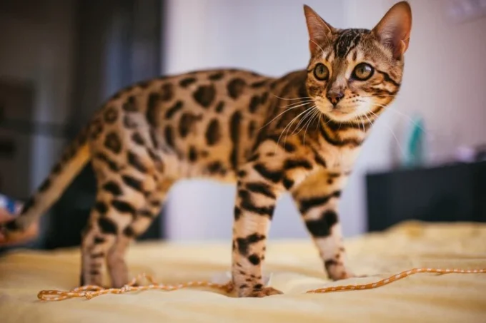kucing bengal dengan motif bintik eksotis