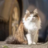 kucing berbulu lebat terlihat marah