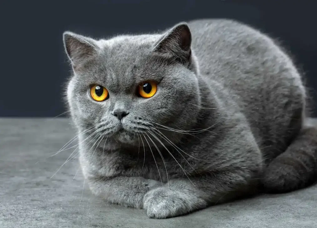 kucing british short hair menggemaskan