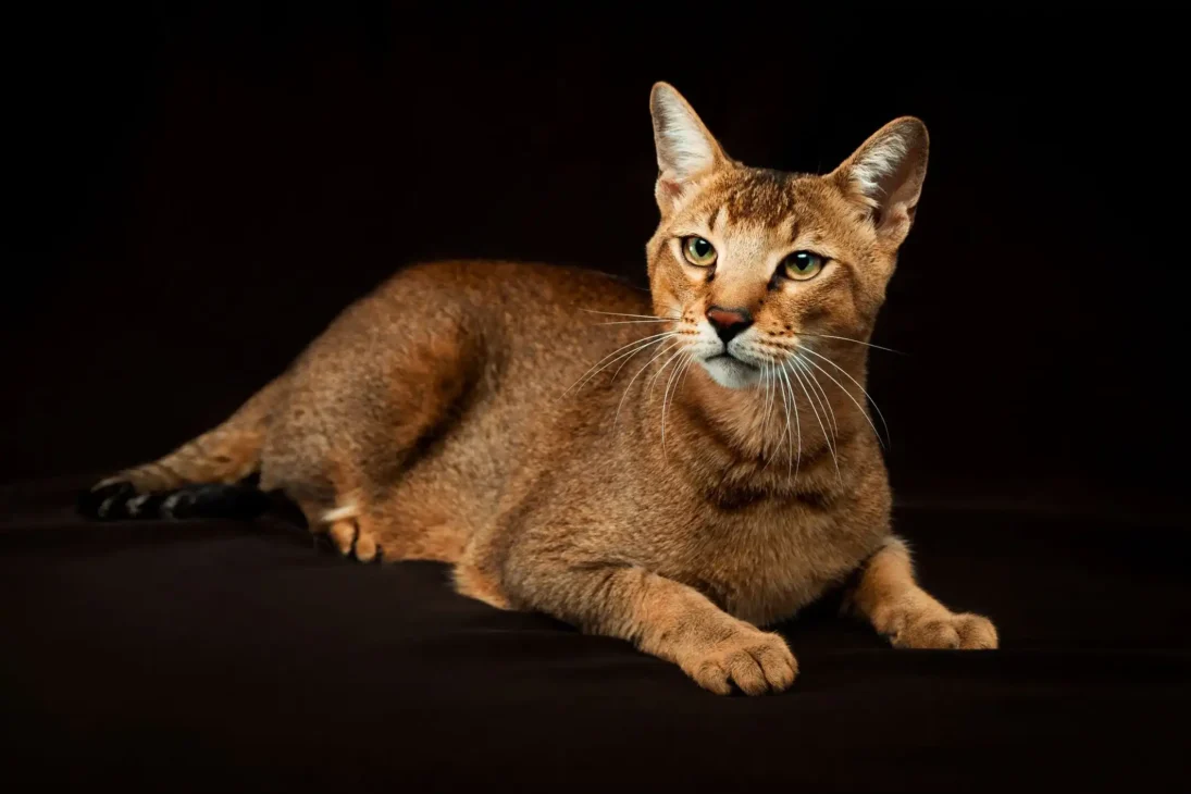 kucing chausie yang terlihat elegan