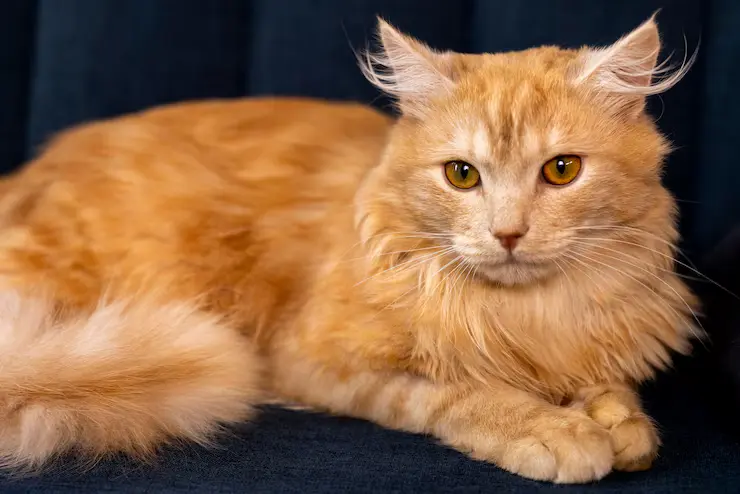 kucing maine coon berbaring manis